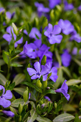 Blue flowers of Vinca  plant