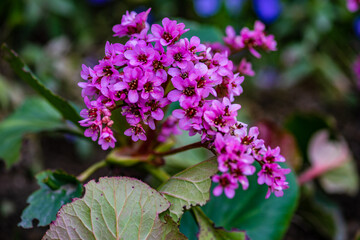 Fototapeta na wymiar Purple wild flowering plant