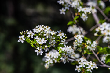Blooming of fruit tree in the garden