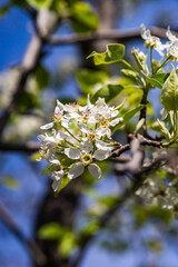 Blooming of fruit tree in the garden