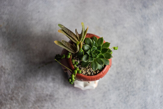 Succulent plants in the pot