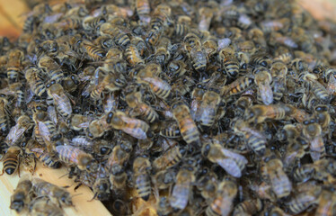 Dużo pszczół 