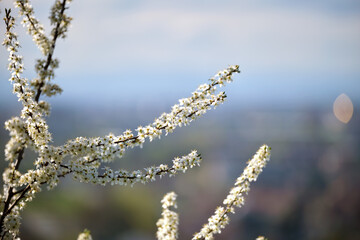 Twigs of cherry tree with white blossoming flowers in early spring