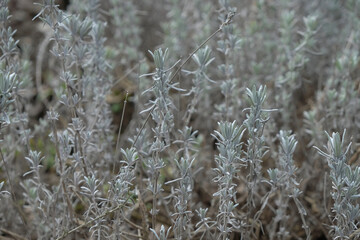 Gray Lavender leaves background. 