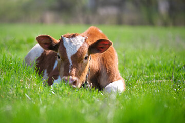 Young calf resting on green pasture grass on summer day. Feeding of cattle on farm grassland
