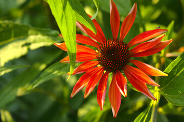 czerwona jeż&oacute;wka