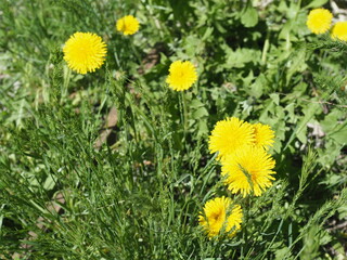 Yellow dandelions. Bright flowers dandelions on background of green spring meadows.