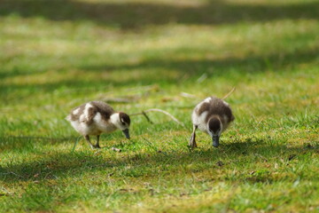Zwei Baby Enten Küken auf einer Wiese 