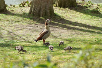A goose familiy with mother and their chicks