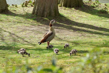 A goose mum with her little babies