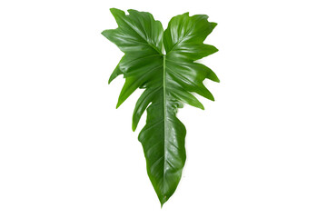 Philodendron Golden Dragon leaf with isolated white background