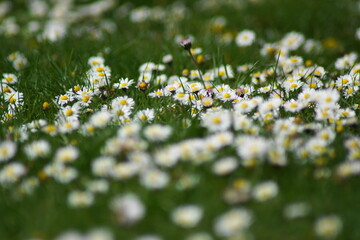 Some beautiful daisies on a green meadow