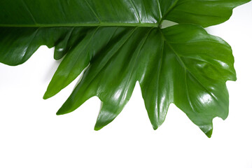 Philodendron Golden Dragon leaf close up with isolated white background