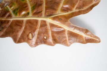Close up of Alocasia Amazonica leaf turn yellow due to spider mites infest and over water issue in...