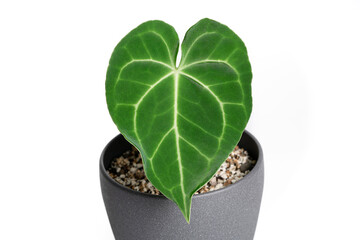 Anthurium Clarinervium plant in grey ceramic pot with isolated white background.