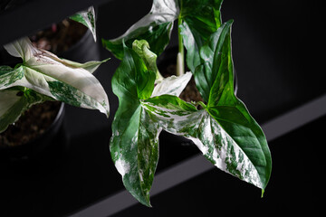Syngonium Albo variegated leaf close up. White Variegation leaf. Syngonium Albo Variegata.