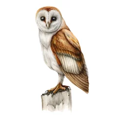 Selbstklebende Fototapeten Eulen Barn owl watercolor illustration. Realistic hand drawn wildlife bird. Barn owl perched on tree stump. Forest wild bird nature element. White background.  © anitapol