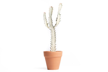 Euphorbia Lactea (Euphorbia white ghost) in terracotta pot with isolated white background.