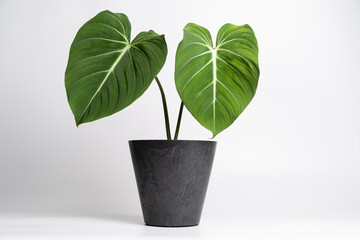 Philodendron Gloriosum in black plastic pot on isolated white background