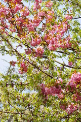 A cherry tree with pink blossoms in the nature
