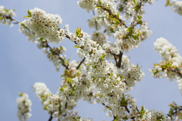 Ein Kirschbaum mit hübschen weißen Blüten