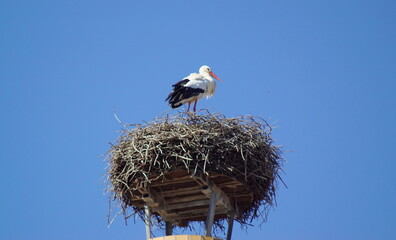 A Storch on a nest in the nature