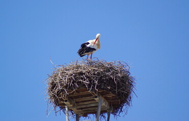 A beautiful stork on his nest