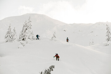 Group of tourists with splitboards walks on snow, extreme ascent and ski touring.