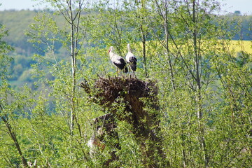 Ein Storchenpaar auf einem Baumstumpf mit ihrem Nest