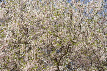 Ein Kirschbaum mit schönen weißen Blüten