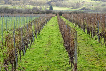 vineyard in region of rheingau in hessen germany