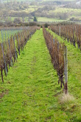 Obraz premium Weinreben im Rheingau Frühjahr mit einer grünen Wiese in der Mitte