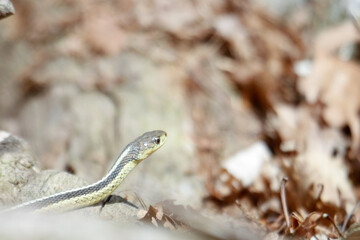 Naklejka premium A young garter snake emerges from it's den early spring in Canada