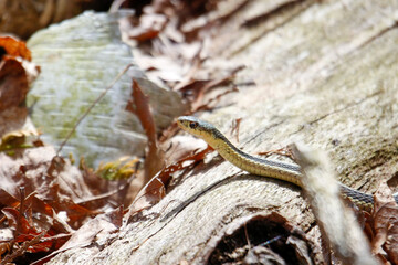 A young garter snake emerges from it's den early spring in Canada