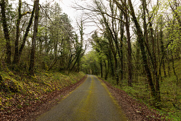 Carretera en paisaje con bosque.