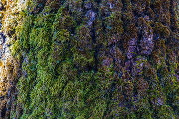 A stump of an old tree with moss.