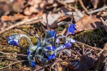 Blue anemones flowers in the spring forest.