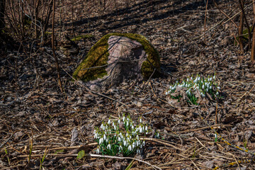 Snowdrops and a stone with moss.