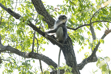 Des langurs en liberté dans une forêt au nord de Cha Am (sud de Bangkok), certains grimpent sur des bambous