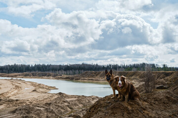 Aussie puppy and adult shepherd. Two Shepherds German and Australian sit on top of sand dune and look into distance. Dogs on sand quarry high on cliff on warm sunny day with view of river.