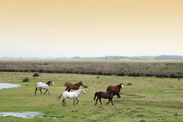 Fototapeta na wymiar loose horses in the field in uruguay