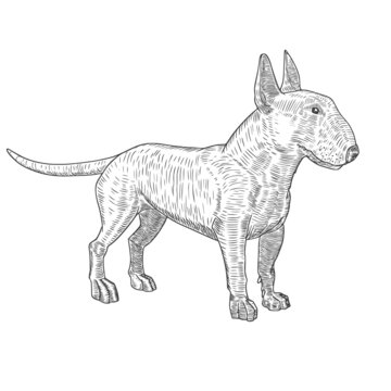 recommend clip art: Vector illustration of an English bull terrier. Sketch drawn by hand. Isolated on white background.