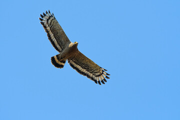 
The rainbow hawk is a large falcon flying very high. It is flying in the sky and staring at its prey intently to catch its prey for cooking.