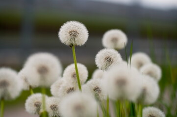 dandelion seed heads