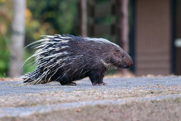 
The big hedgehog was standing still showing its beautiful body and feathers on the road. But is it male or female? It's really cute.