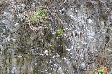 moss on the rock