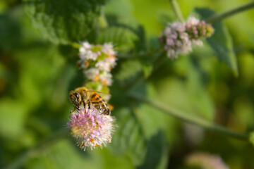 pszczoła na mięcie © Cezary