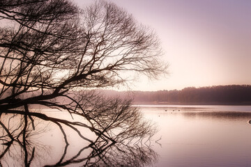 Landschaft - Sunset - Wood - Water - Landscape - Tree - Sunrise over sea - Fog - Nebel - mood - -...
