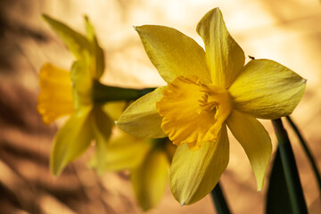 Amazing Yellow Daffodils flower field. The perfect image for spring background, flower landscape.