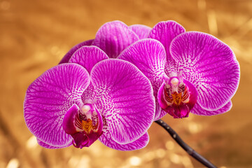 Purple orchid flower phalaenopsis, phalaenopsis or falah on a golden background. - obrazy, fototapety, plakaty